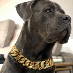 XL Gold Chain on a Cane Corso