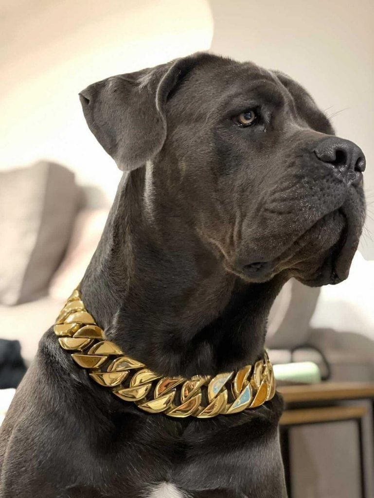Gold XL Chain Dog Collar Regal Dog Big Dog Chains UK