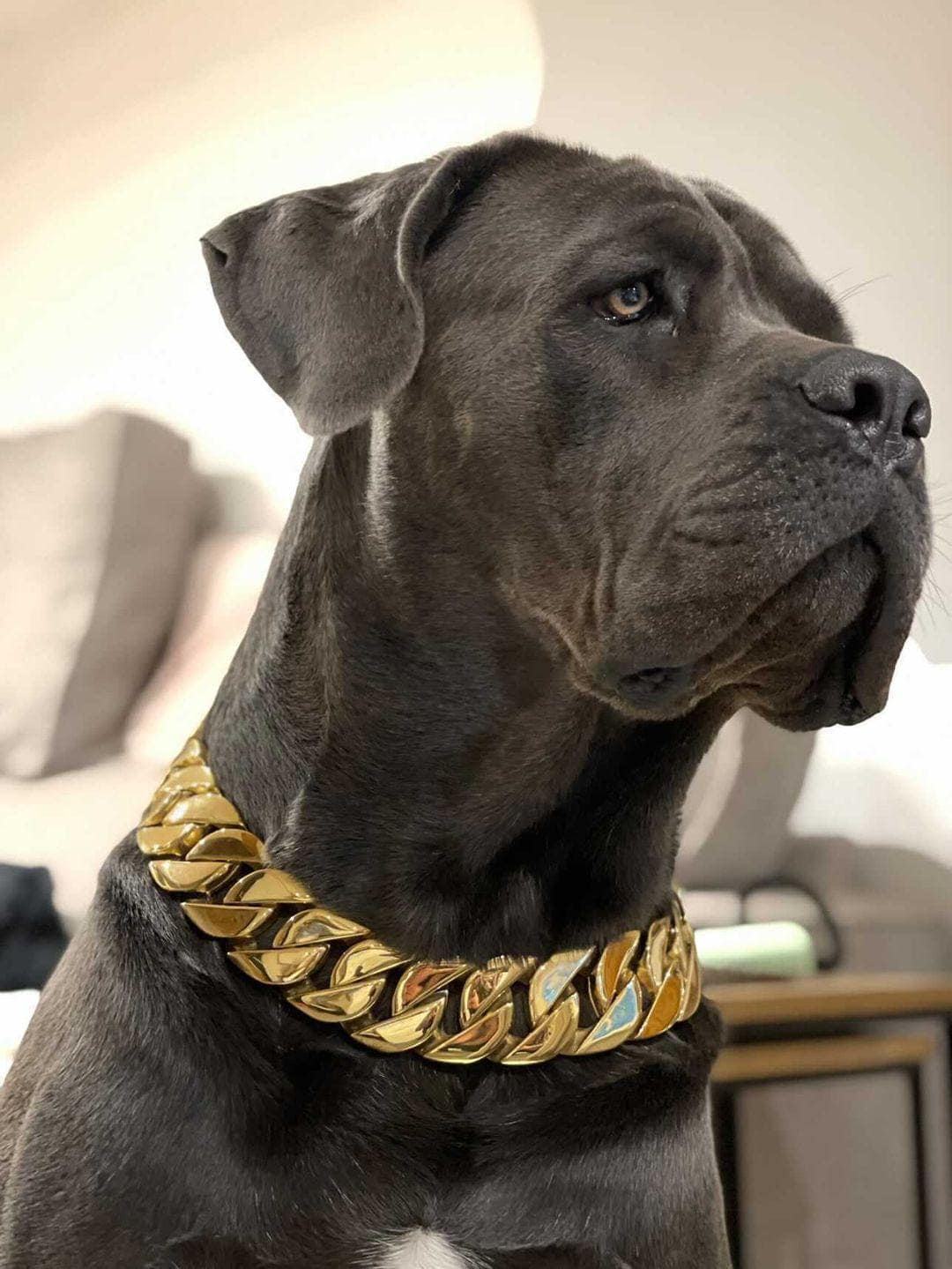 Collars for cane corso hotsell