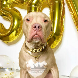 Champagne Pitbull Gold Chain and London Gold Necklace