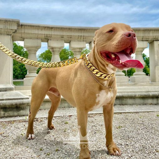Champagne Pitbull Gold Collar and Lead