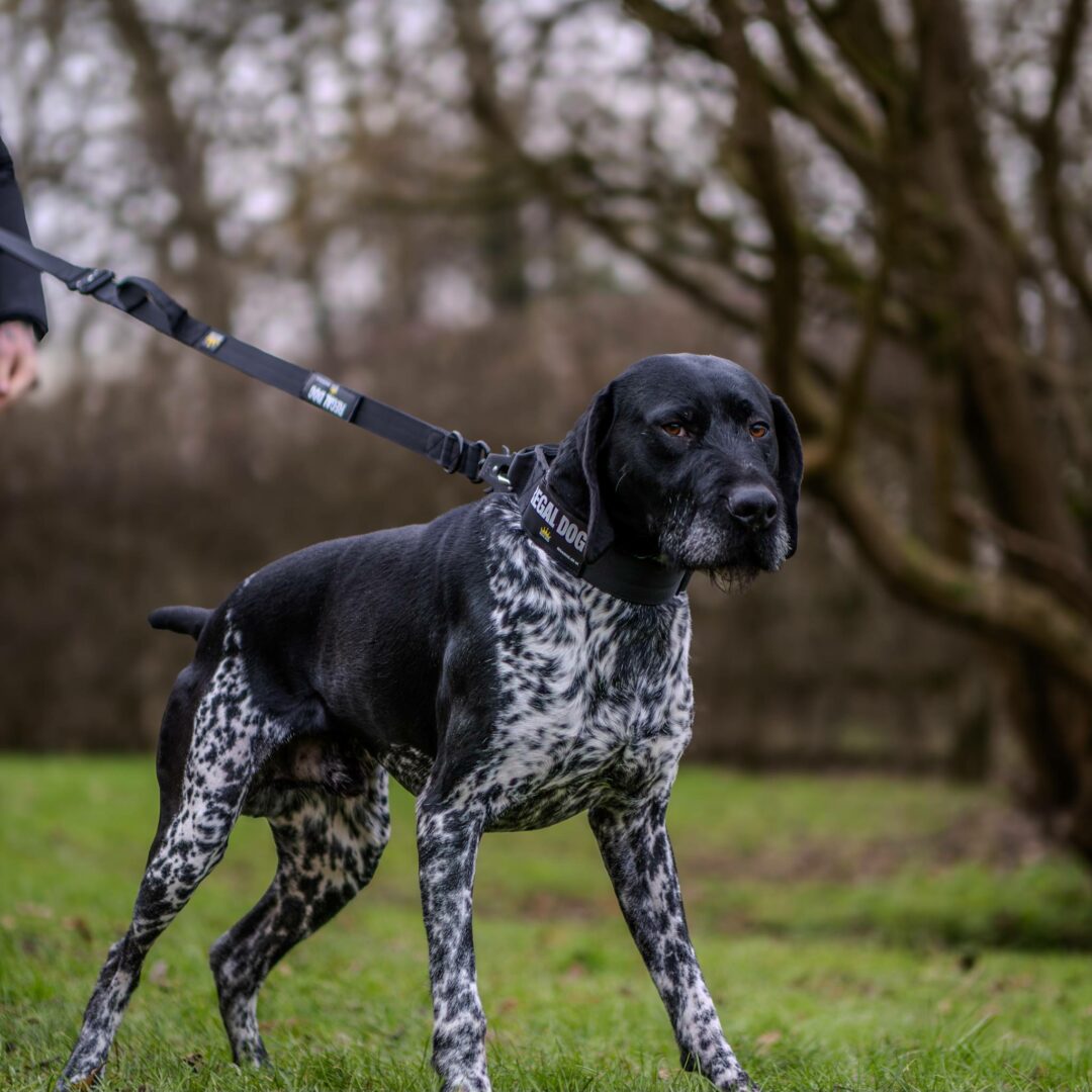 German Pointer wearing Black tactical dog collar and leash