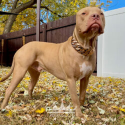 Champagne Pitbull with XL Rose Gold Dog Chain