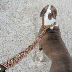 Rose Gold Collar and Lead Set on American Bully