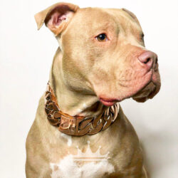 Champagne Pitbull with XL Rose Gold Chain