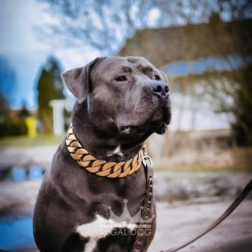 XL Bully Labrador Mix with XL Gold Chain Dog Collar