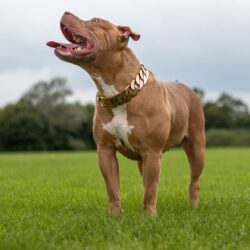 XL Rose Gold Chain on an American Bully
