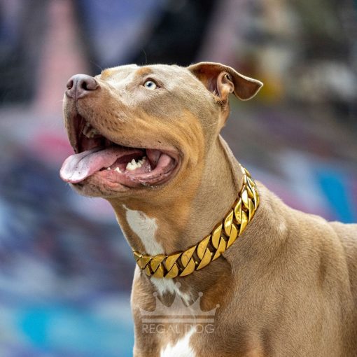 Gold dog chain on an American Bully