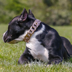 Black American Bully Rose Gold Chain