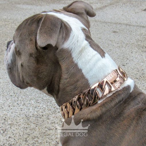 Blue Brindle Bully Rose Gold Dog Chain