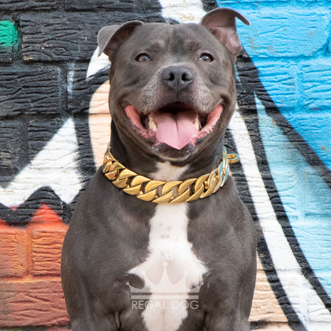 hulk pitbull gold chain