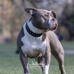 Blue Brindle White American Bully Matt Black Chain