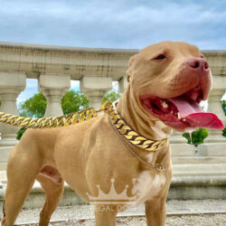 Champagne Pitbull Gold Collar and Lead