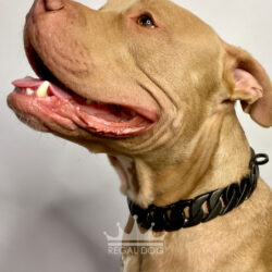 Champagne Pitbull Matt Black Dog Collar