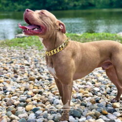 Champagne Pitbull Gold Chain Collar