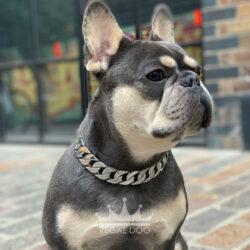 Frenchie Silver Dog Chain Collar