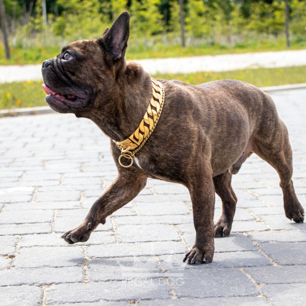 Gold Dog Chain Frenchie Brindle