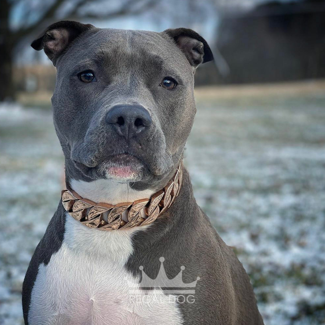 Rose Gold Chain Dog Collar