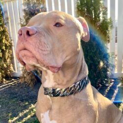 Silver Dog Chain on a Pitbull