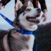 Husky wearing a blue tactical dog collar