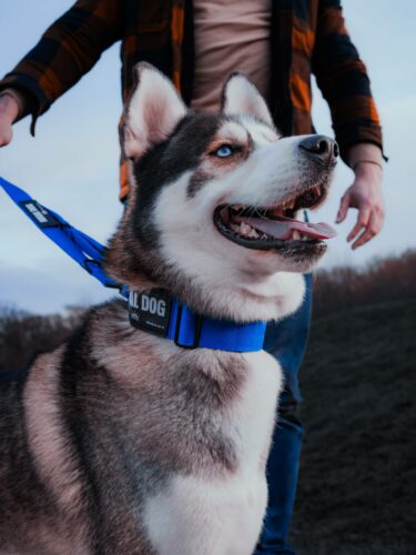 Husky wearing a blue tactical dog collar