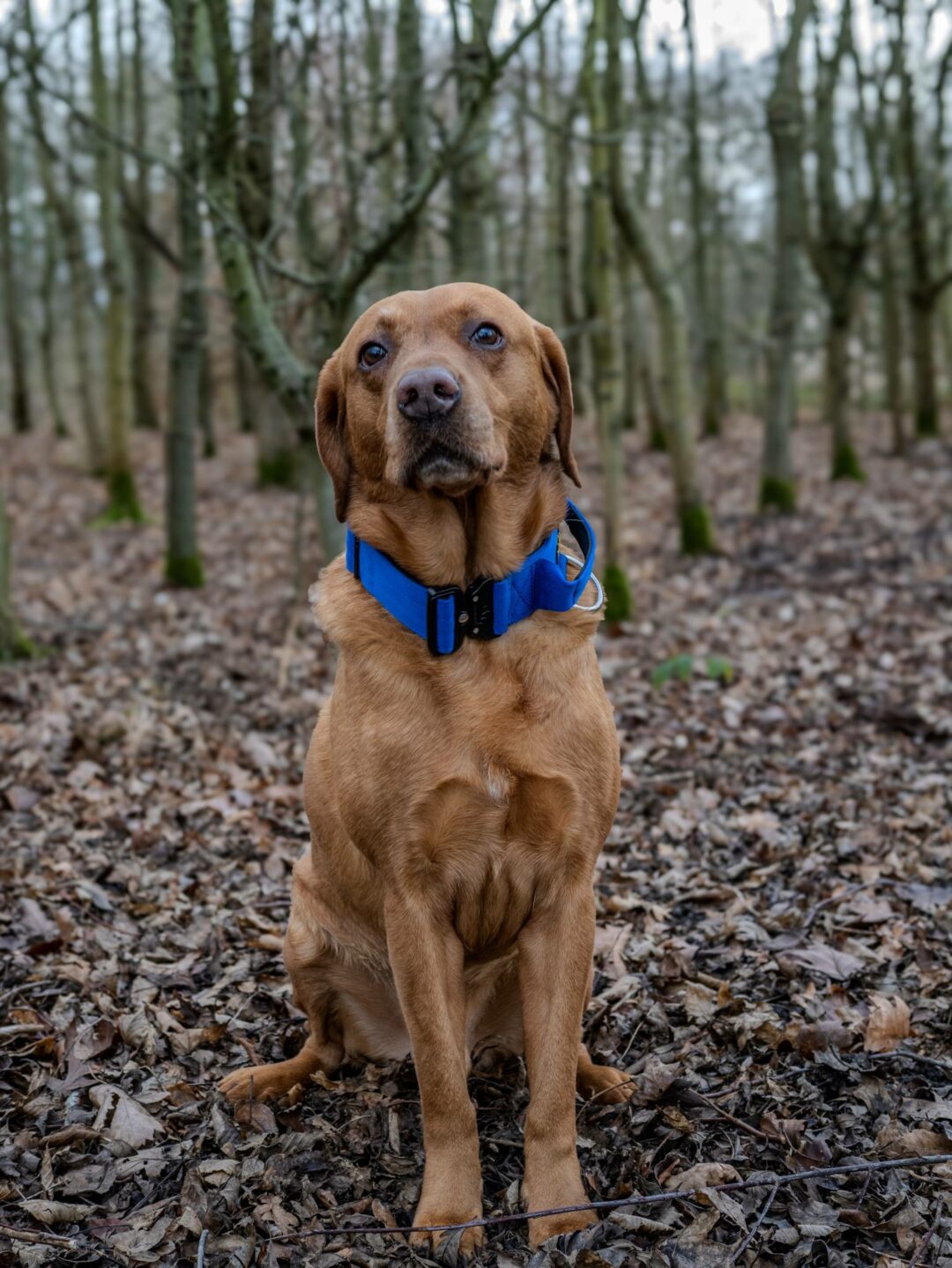 Red Labrador wearing a blue tactical collar