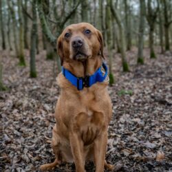 Red Labrador wearing a blue tactical collar