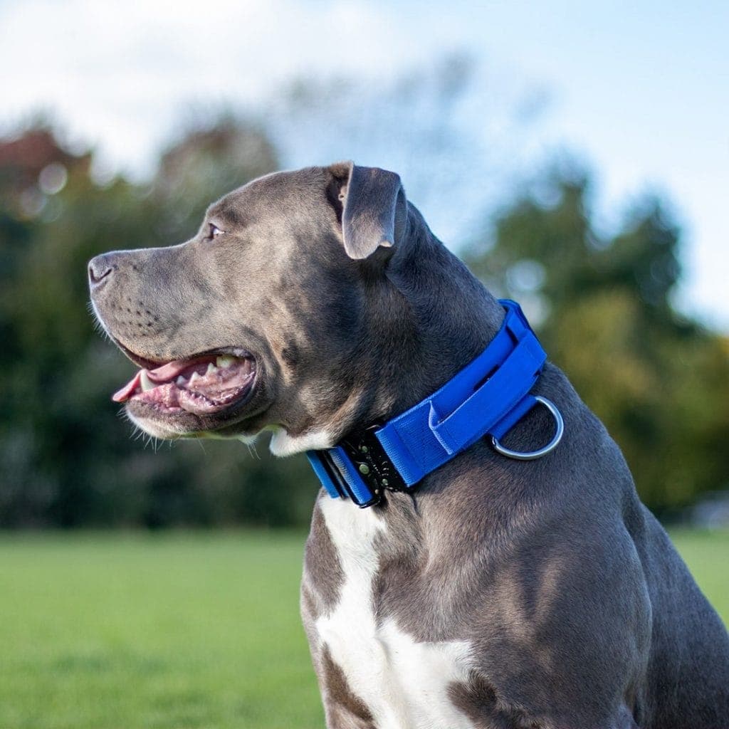 XL Bully Blue Tactical Collar