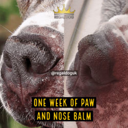 Paw & Nose Balm - Heal dry and cracked dog nose