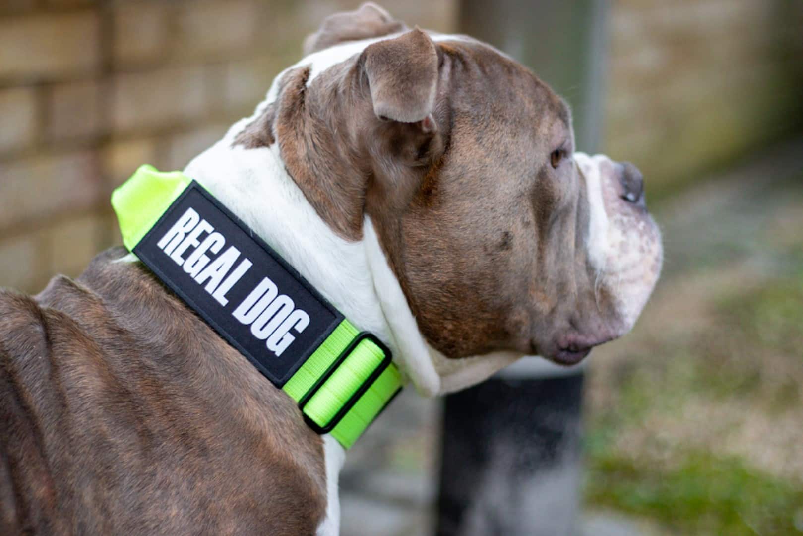Tactical Nylon Green Dog Collar
