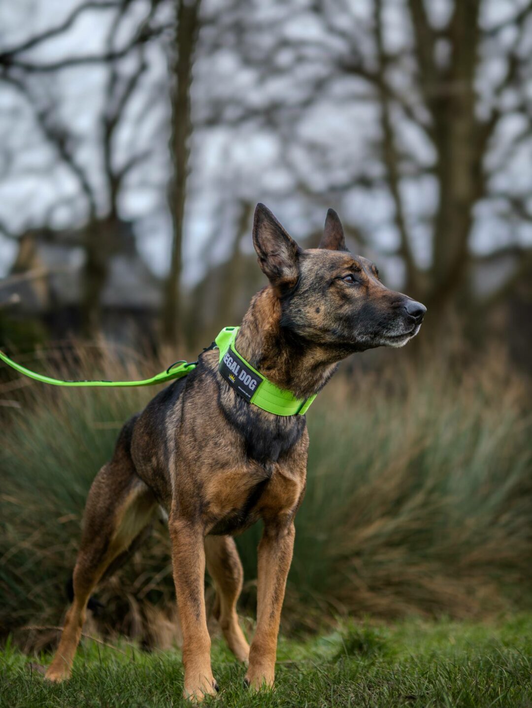 Belgian Malinois wearing Green tactical dog collar and leash