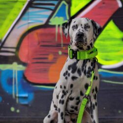 Dalmation With Green Tactical Collar and Lead