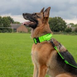 German Shepherd Green Tactical Dog Collar And Lead