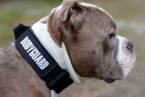 Tactical Nylon Black Dog Collar
