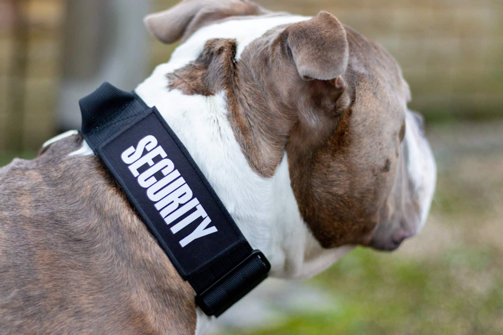 dog security collar