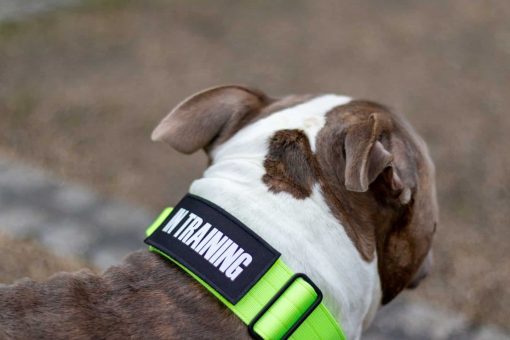 Tactical Nylon Green Dog Collar