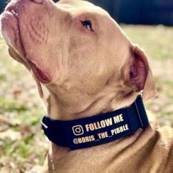 Champagne Pitbull with Black Tactical Collar