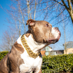 Pocket American Bully Diamond Gold Chain