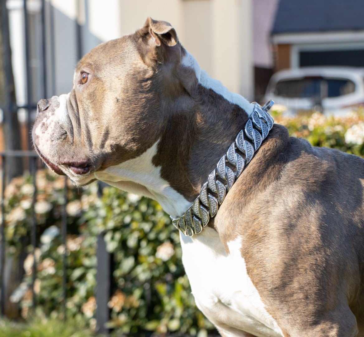 Silver Diamond Dog Chain - REGAL DOG - Big Dog Chains UK
