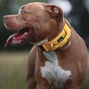 American-Bully-Yellow-Tactical-Dog-Collar