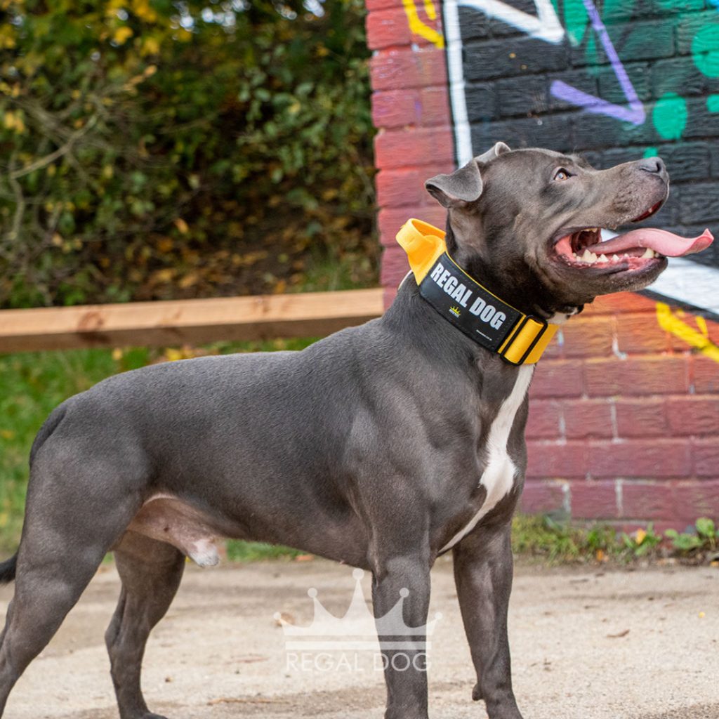 Blue Staffy Yellow Tactical Dog Collar