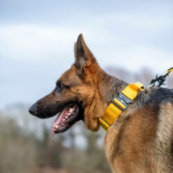 German Shepherd wearing Mustard Yellow dog collar