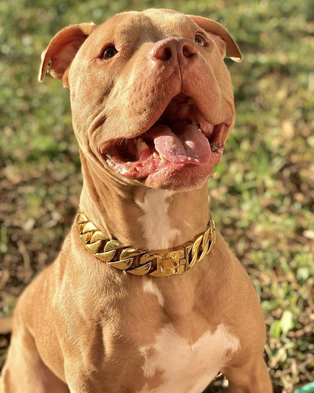 Gold Dog Collar Champagne Pitbull Smile