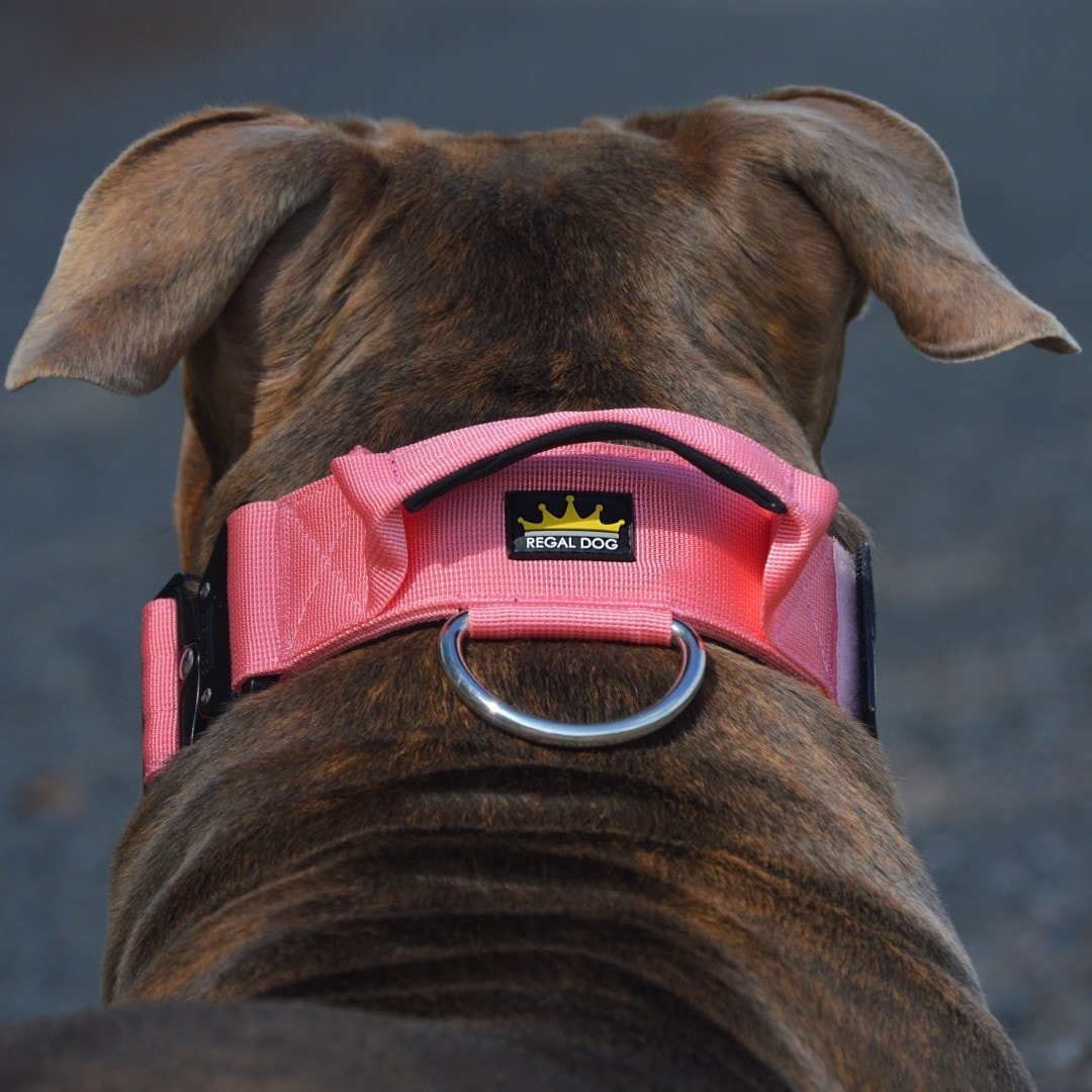 Pink Tactical Dog Collar on American Bully