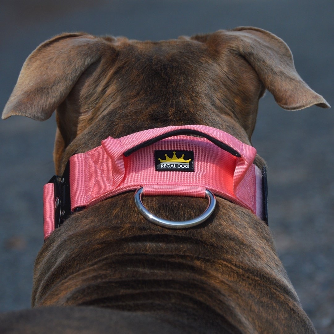 Pink Tactical Collar (5cm) - Regal Dog - Tactical Dog Collar