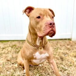 Gold Dog Necklace on a Pitbull