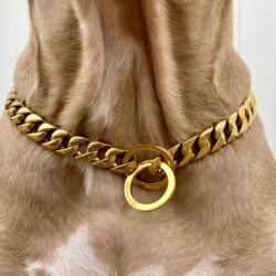 Gold Dog Necklace on a Pitbull