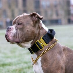 Black - Gold Series Tactical Dog Collar American Bully