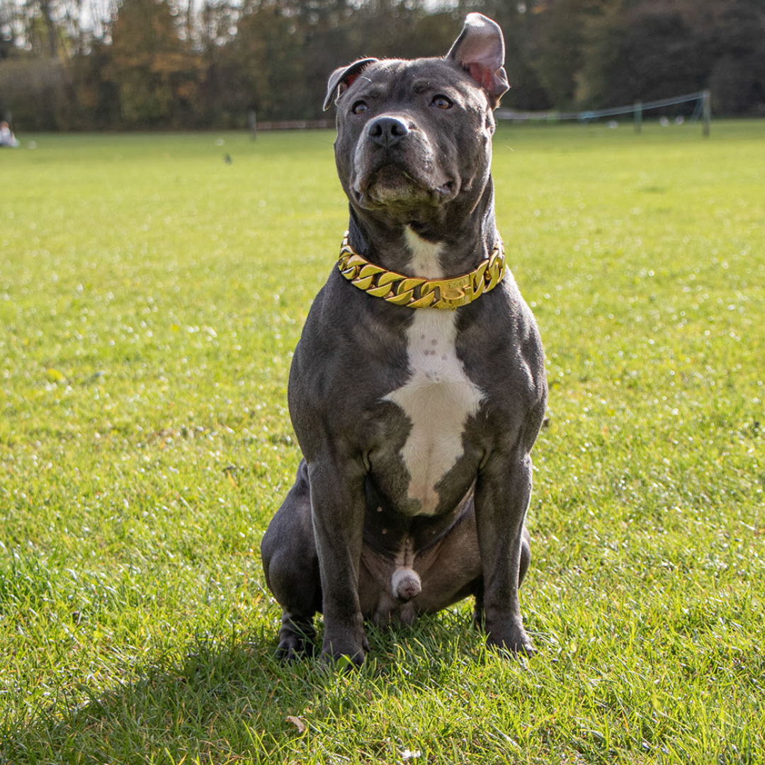 Blue Staffy Gold Chain