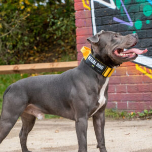 Blue Staffy Yellow Tactical Collar
